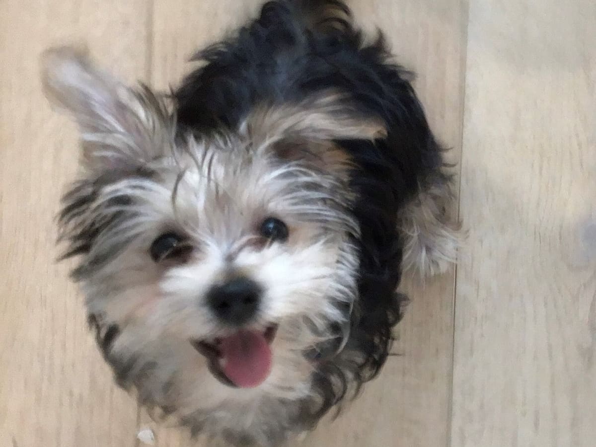 A Morkie puppy