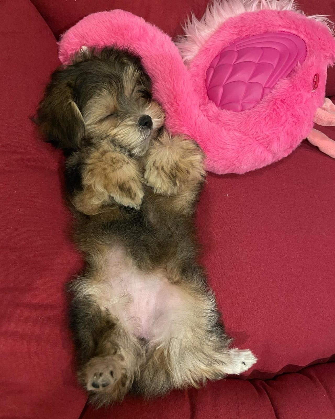 Gigi