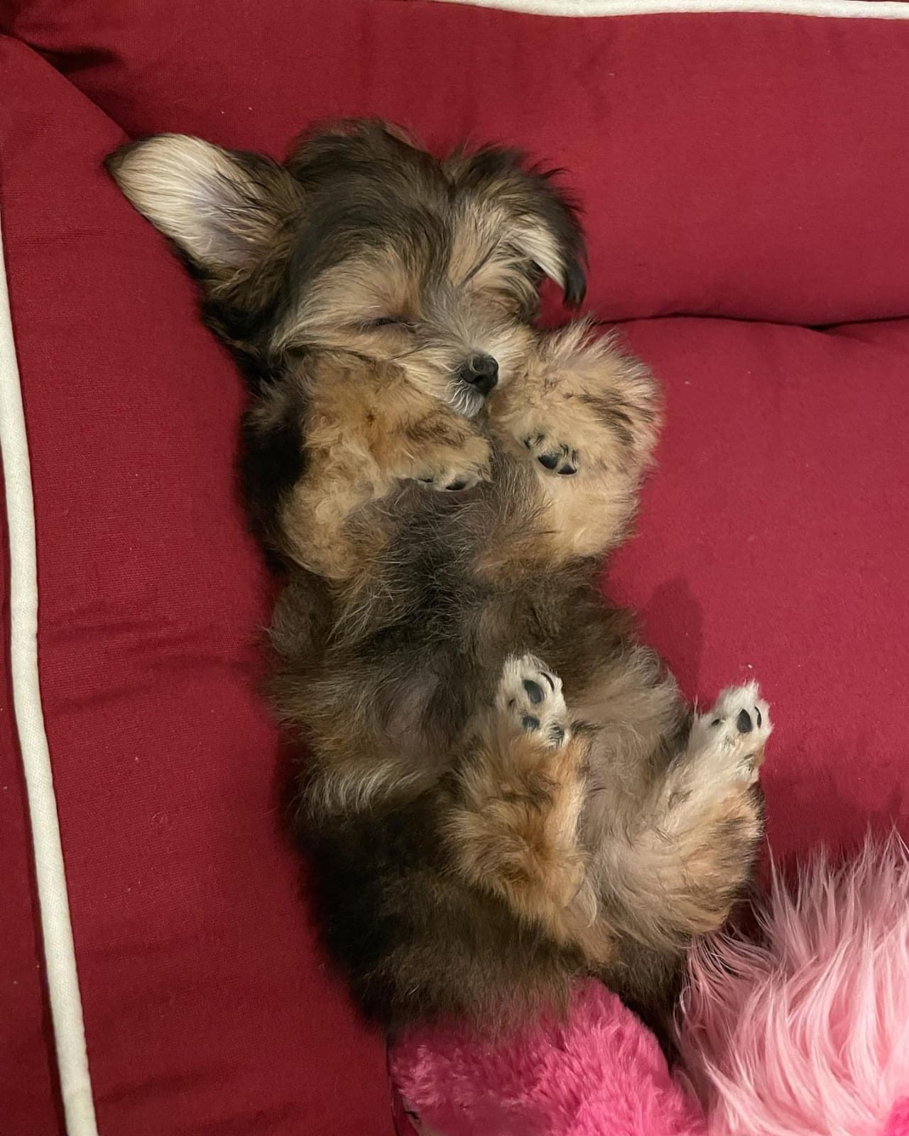 Gigi