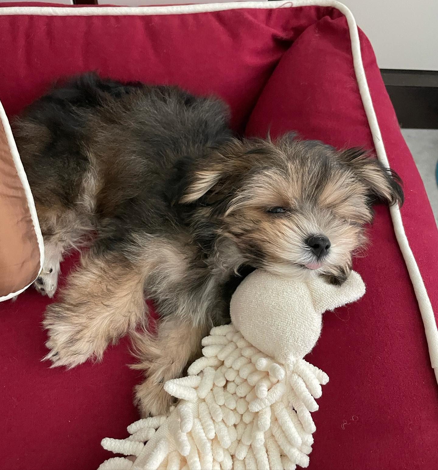 Gigi